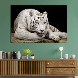 Картина тварини Білий тигр лежить 51x34 см (1715-1)