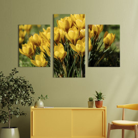 Картина триптих Жовті квіти крокусів 66x40 см (796-32)