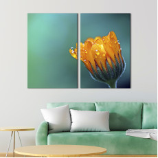 Квіти