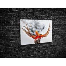 Тварини