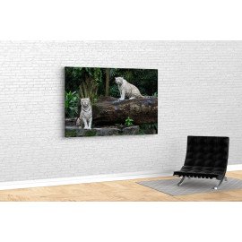 Картина Білі тигри 51x34 см (548